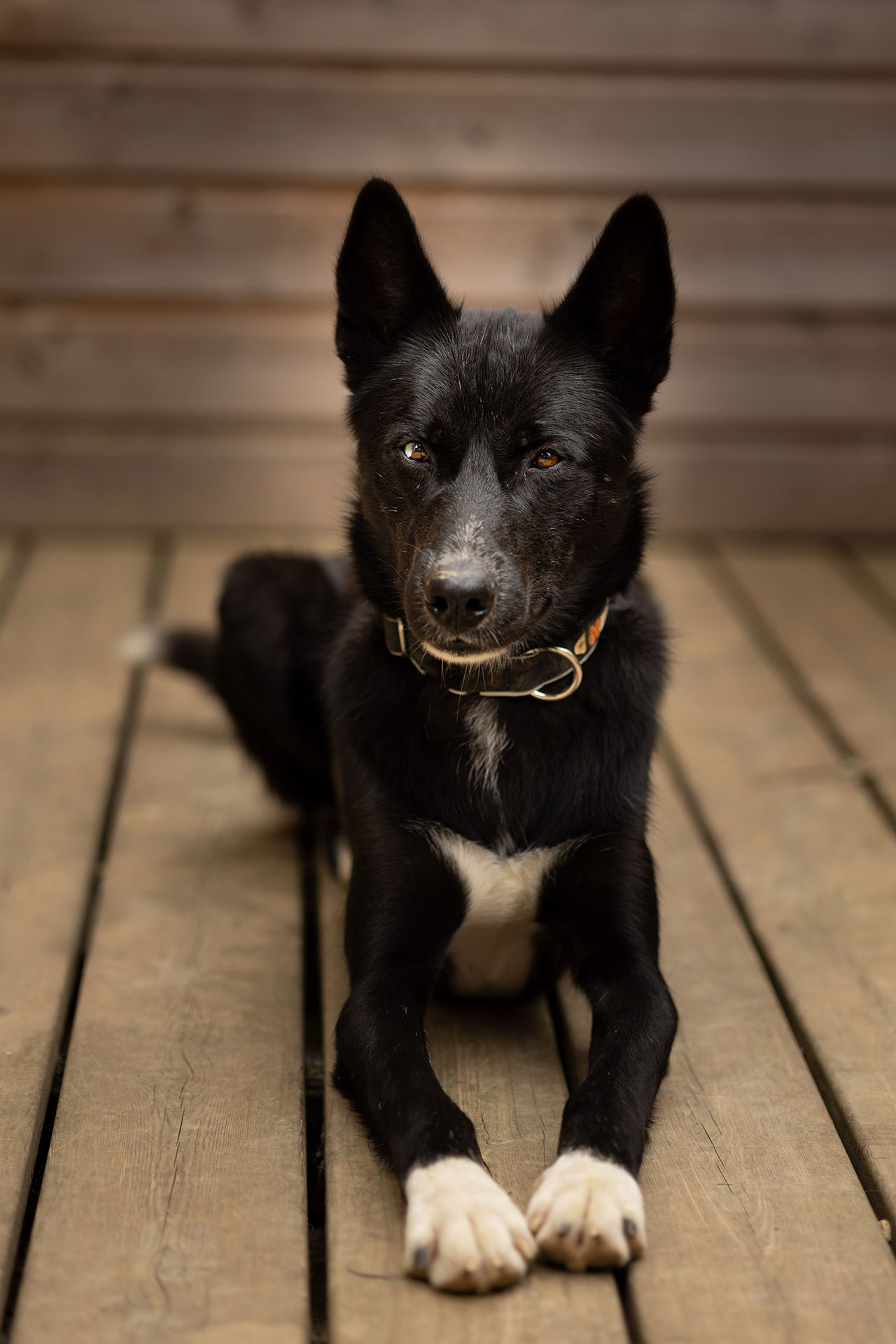 Bjorn élevage Husky de Sibérie - Le Souffle Nordique