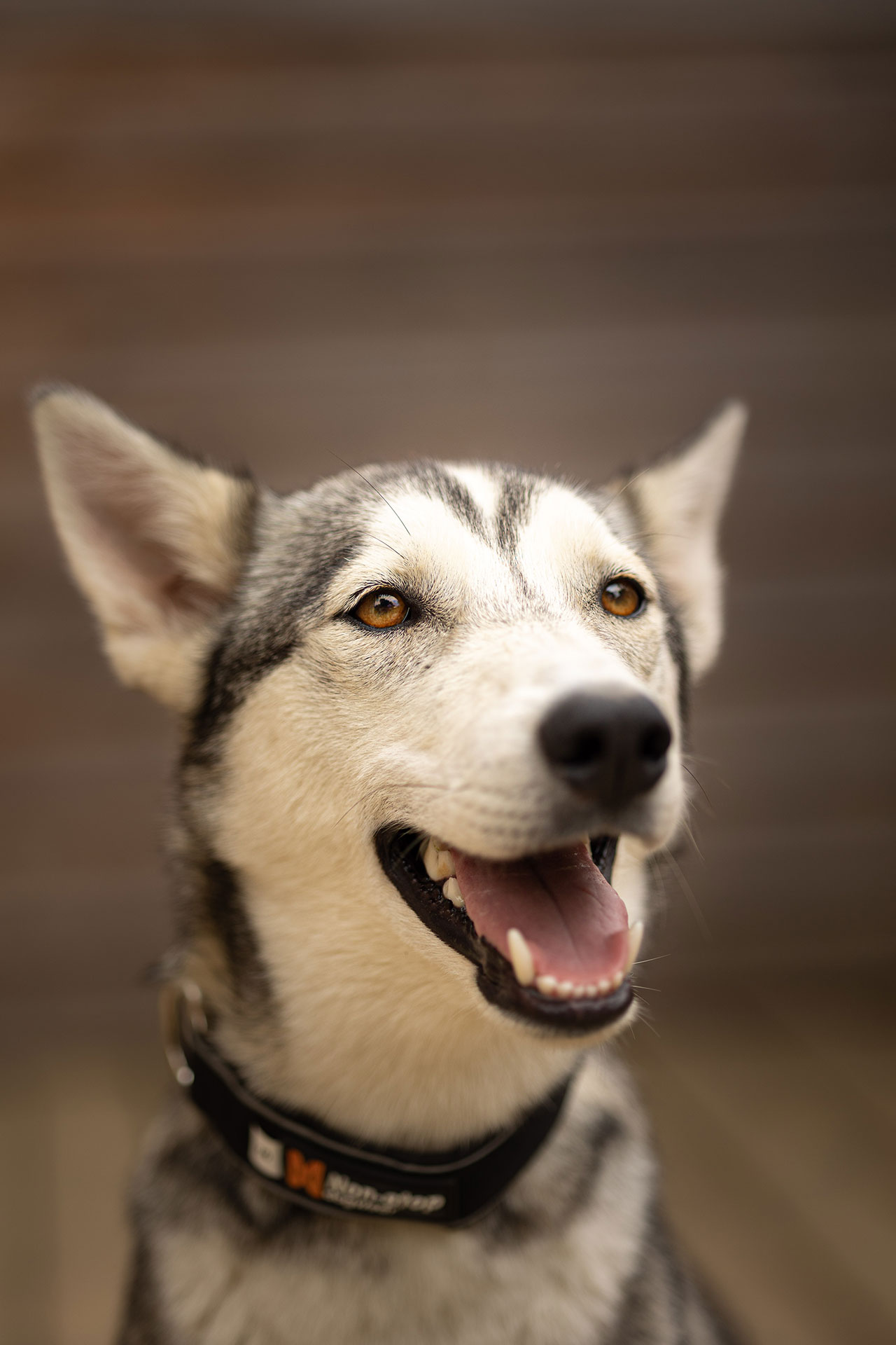 Phoxy élevage Husky de Sibérie - Le Souffle Nordique