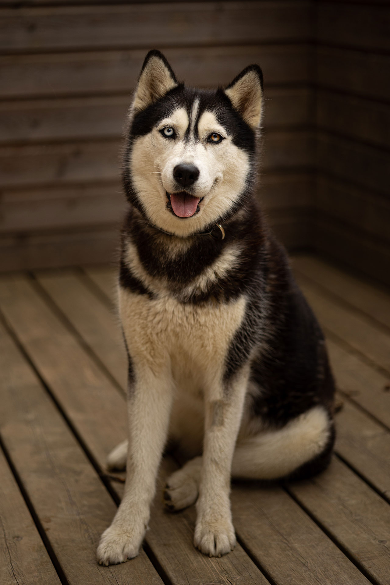 Phreya élevage Husky de Sibérie - Le Souffle Nordique